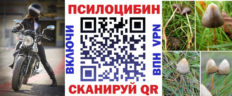 Купить где  Кувшиново  Псилоцибиновые грибы мицелий 